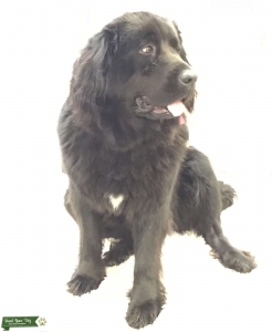 Oregon Newfoundland Purebred Bitch Seeking Male Stud Purebred Newf Listing Image