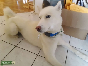 Gorgeous PURE WHITE Siberian Husky Stud Listing Image