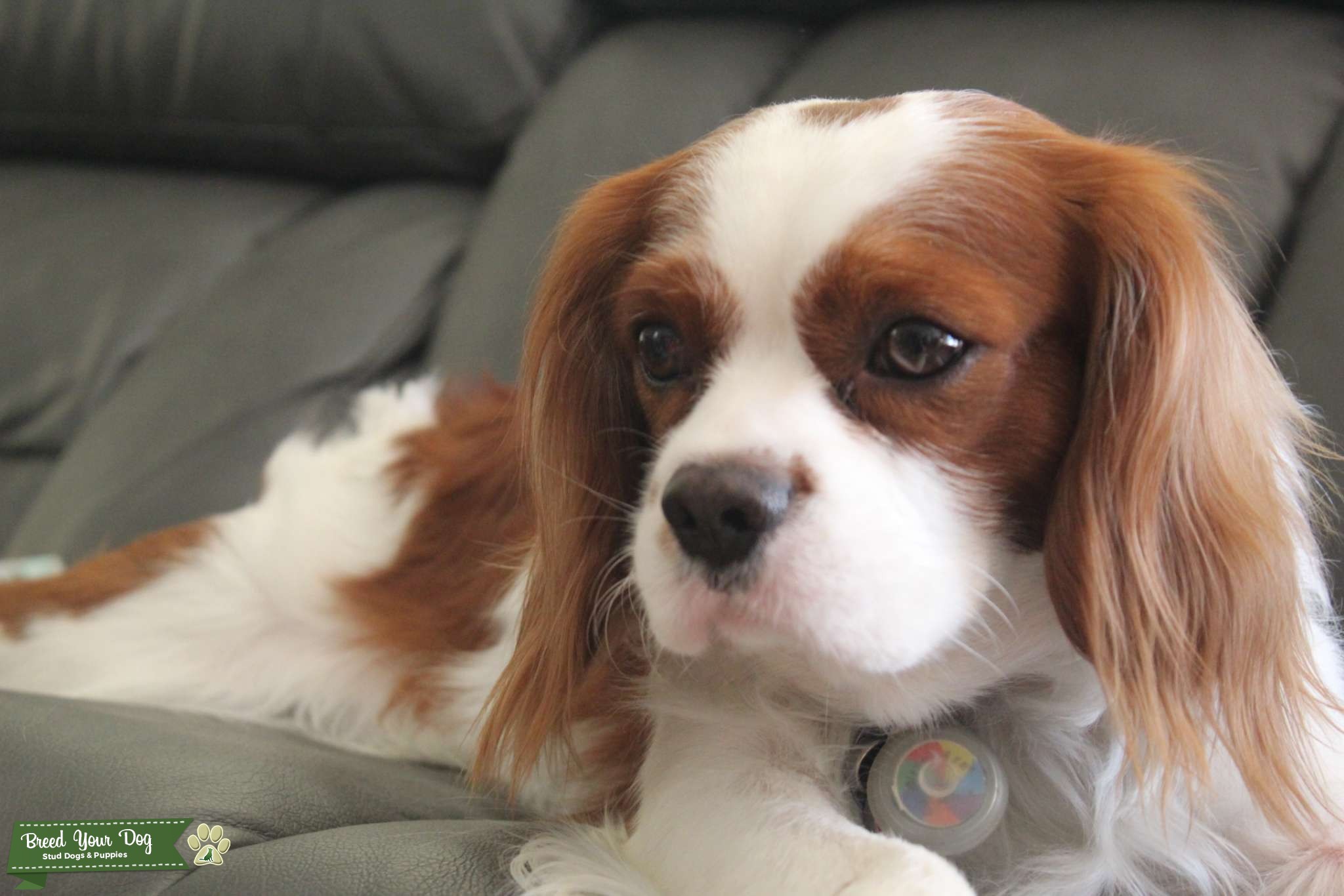 Cavalier King Charles spaniel AKC Stud Dog in Arizona, United States Breed Your Dog