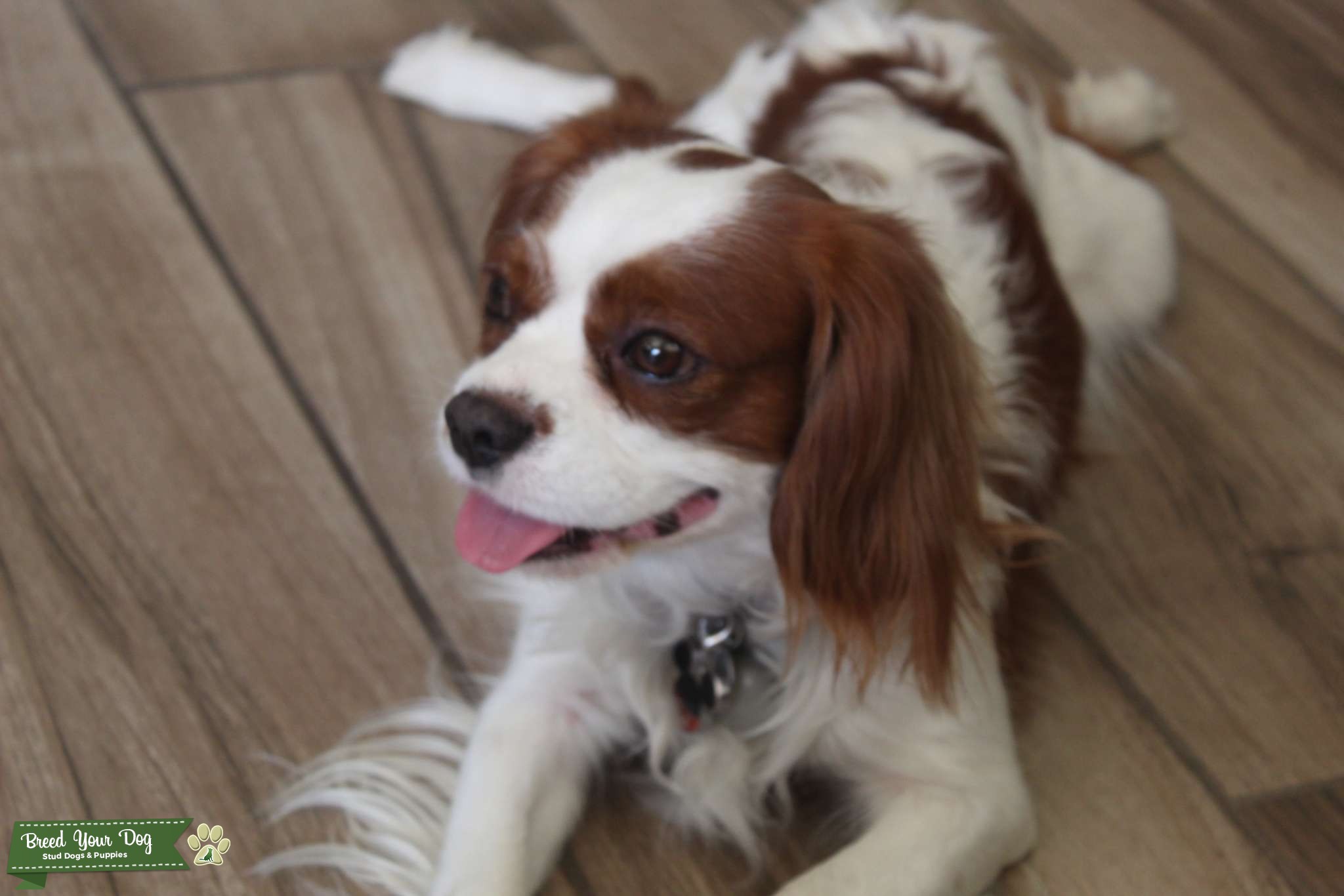 Cavalier King Charles spaniel AKC Stud Dog in Arizona, United States