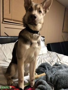 Shepherd husky lab mix Listing Image