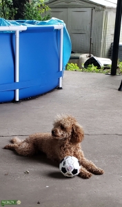 Stud: Miniature labradoodle Listing Image