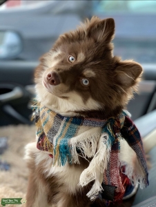 Quality Pomsky Stud Listing Image