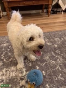 Maltipoo Male Listing Image