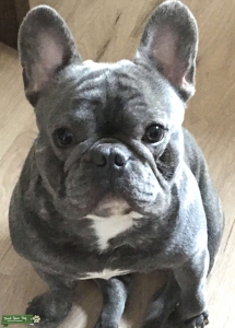 French Bulldog  Listing Image