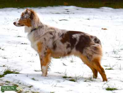 red merle shepherd