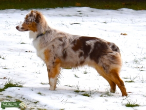 Red Merle Australian Shepherd Stud, Champion Bloodlines Listing Image