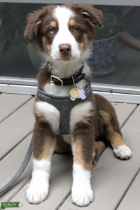 Australian Shepherd Stud Available Listing Image