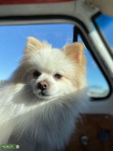 Pomeranian stud dog Listing Image