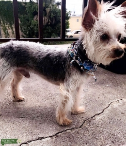 Alpha Teacup Yorkie Listing Image