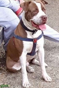 Over 19500 Stud Dogs Available Stud Dog Finder Breed