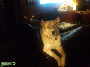 Alaskan Husky looking to mate!  Listing Image