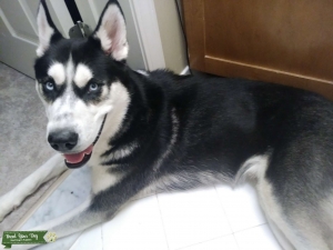 Energetic Husky Listing Image
