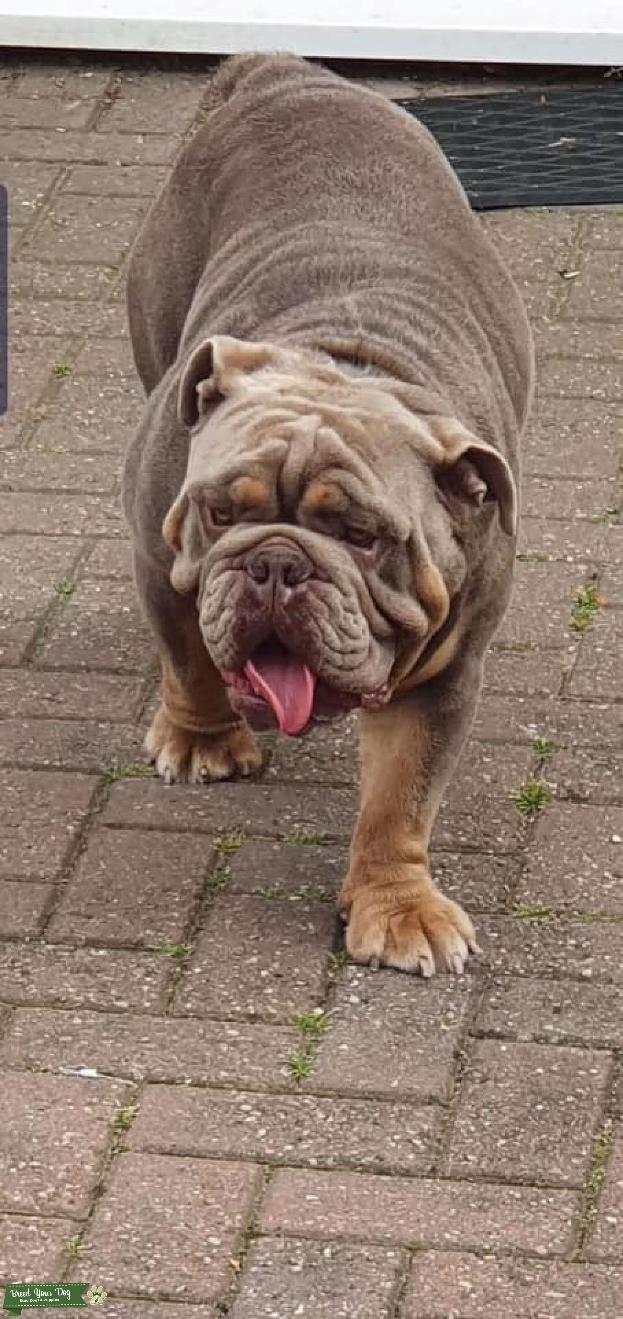 Stud Dog English bulldog stud Breed Your Dog