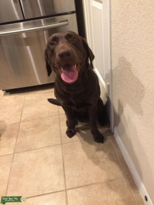 Chocolate lab stud Listing Image