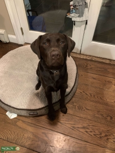  Chocolate Brown Labrador, Male, Purebred Listing Image
