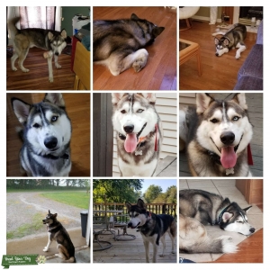 Siberian Husky stud looking for a mate Listing Image