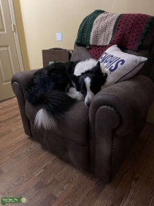 Pure Bred Border Collie  Listing Image