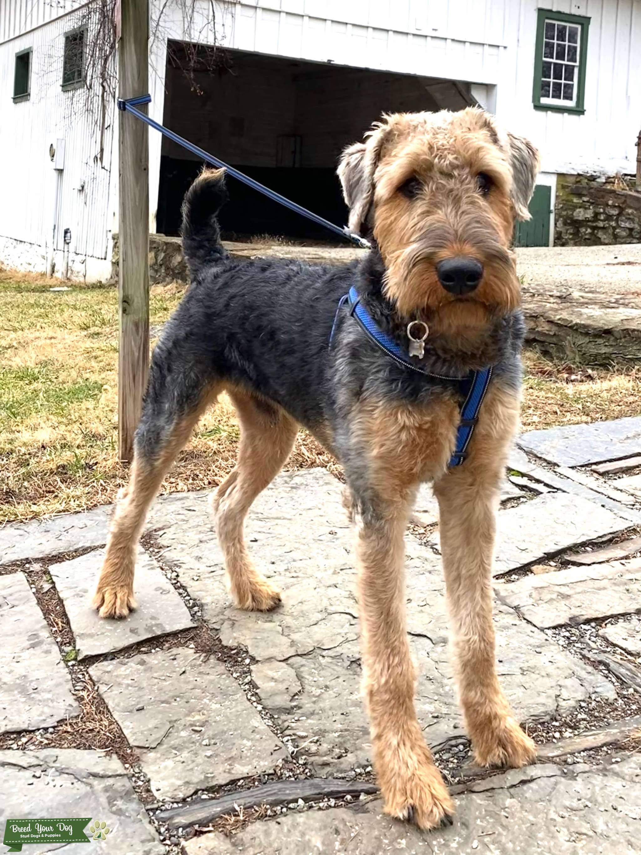 AKC Airedale Stud with Excellent Lineage and Temperament Stud Dog in