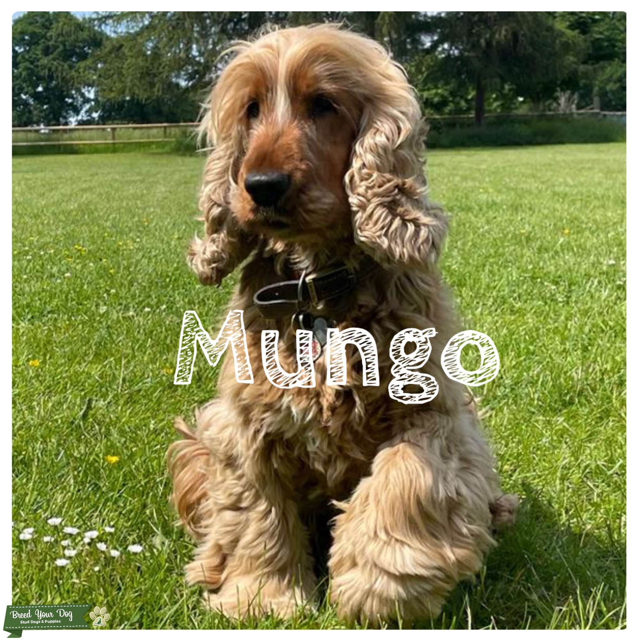 PEDIGREE GOLDEN SHOW SPANIEL FULL HEALTH CHECKS Stud Dog in BATH, the United States Breed