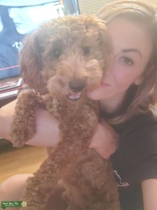 Maple mini goldendoodle Listing Image