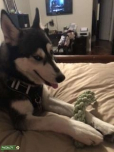 Looking to Stud out my dog  Listing Image