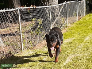 AKC CHIC Certified Rottweiler Stud  Listing Image