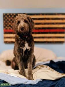F1 Labradoodle Stud Listing Image