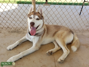 Red Siberian Husky Listing Image