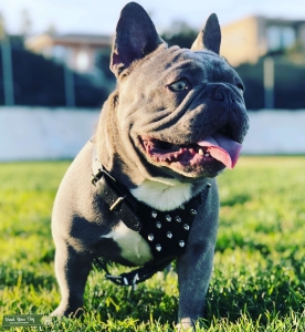 AKC Lilac French Bulldog Listing Image