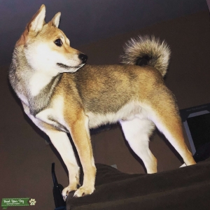 Shiba Inu Stud Listing Image