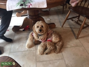 Mini Goldendoodle Listing Image
