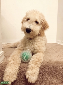 Looking for Female Doodle! Listing Image