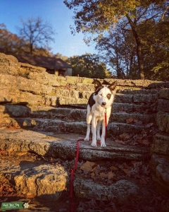Female border collie ABCA wanting to find stud Listing Image