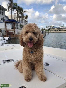 Looking for female doodle to breed with in Texas Listing Image