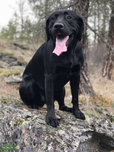English Black Lab Stud Listing Image