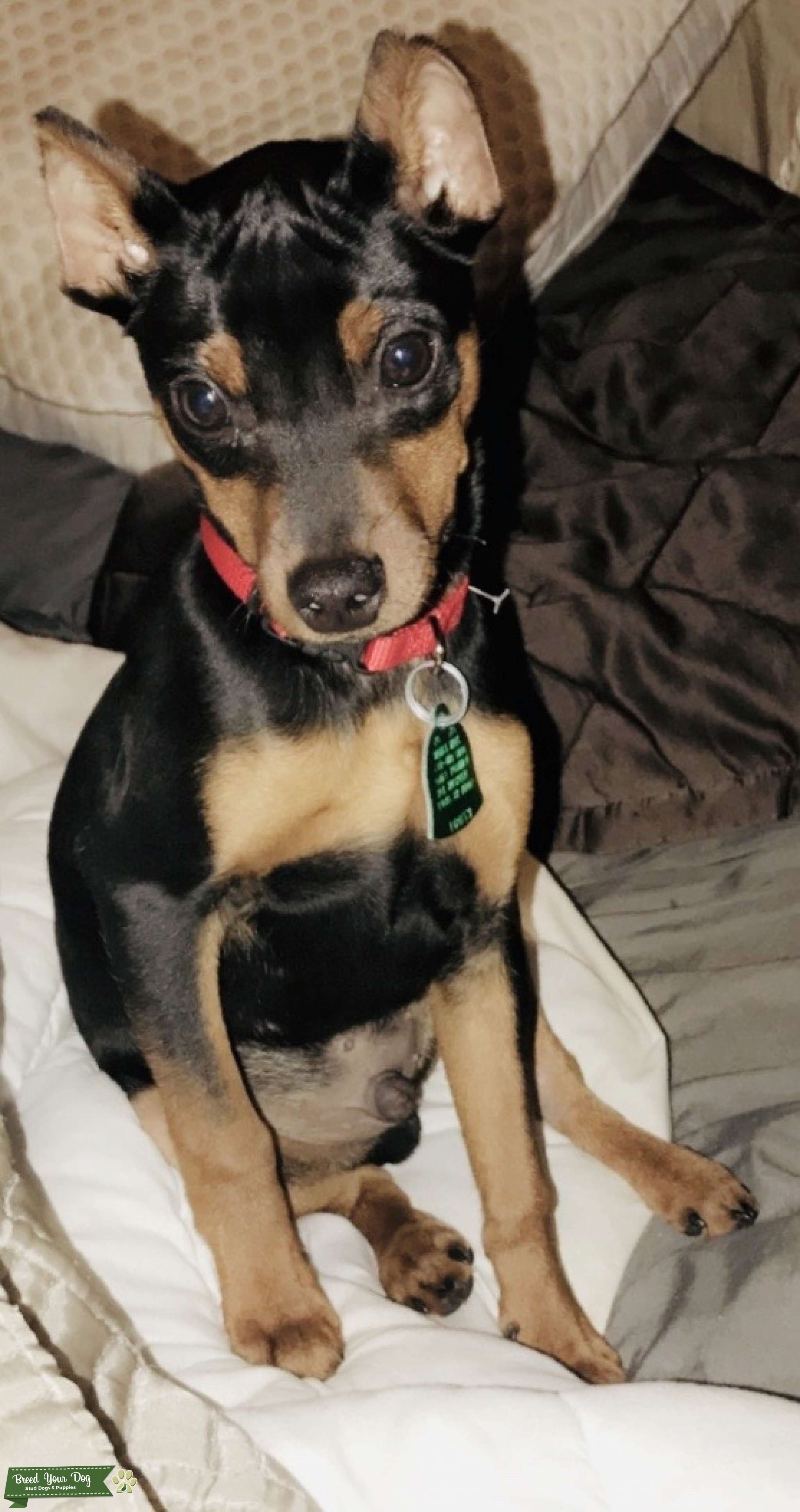 AKC registered Sir Min Pin male stud available for breeding Stud Dog mckinney tx Breed Your Dog