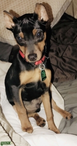 AKC registered Sir Min Pin male stud available for breeding Listing Image