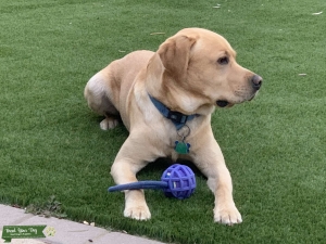 FOXY RED ENGLISH LAB 2 yo AKC/OFA CERTIFIED Listing Image
