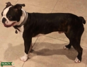 9Mo old male Boston to stud Listing Image