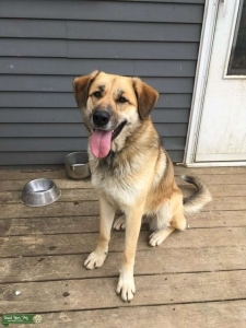 Gorgeous Pyrenees mix female Listing Image