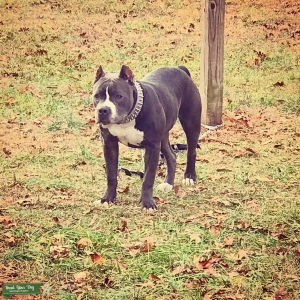 Open for stud, GrCh bloodline Listing Image