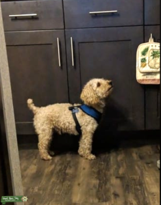 Looking for female dog to have puppies Listing Image