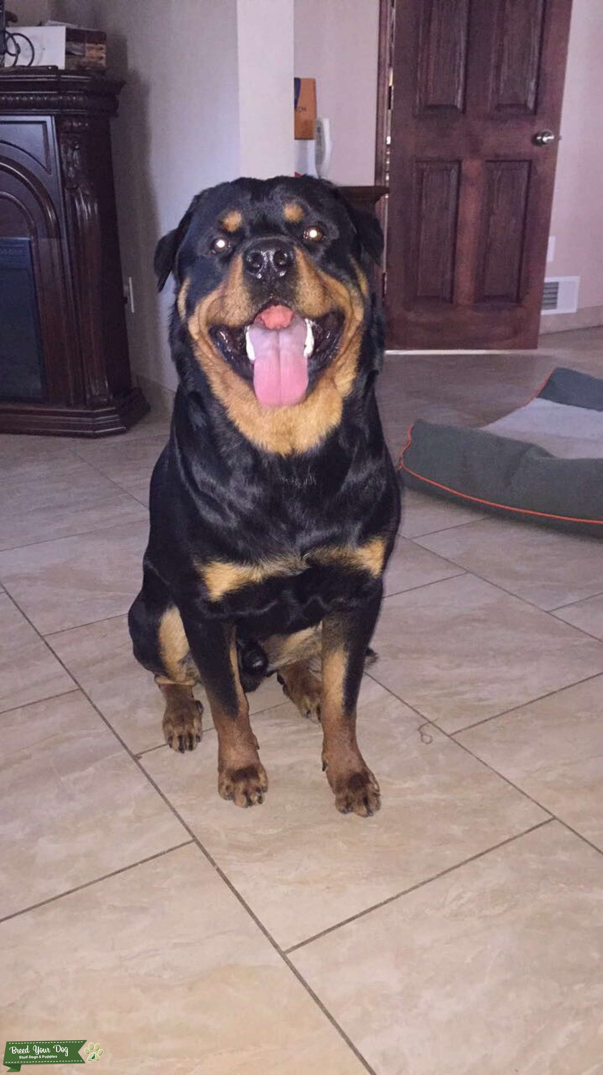 Rottweiler stud Stud Dog in Michigan , the United States Breed Your Dog