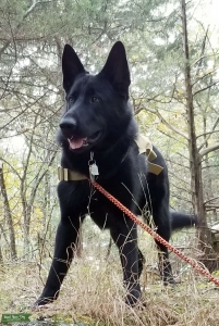 Black German Shepherd Stud Listing Image