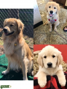 Golden Retriever Stud  Listing Image