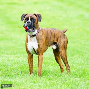 European bloodline brindle Boxer AKC PROVEN Stud Listing Image