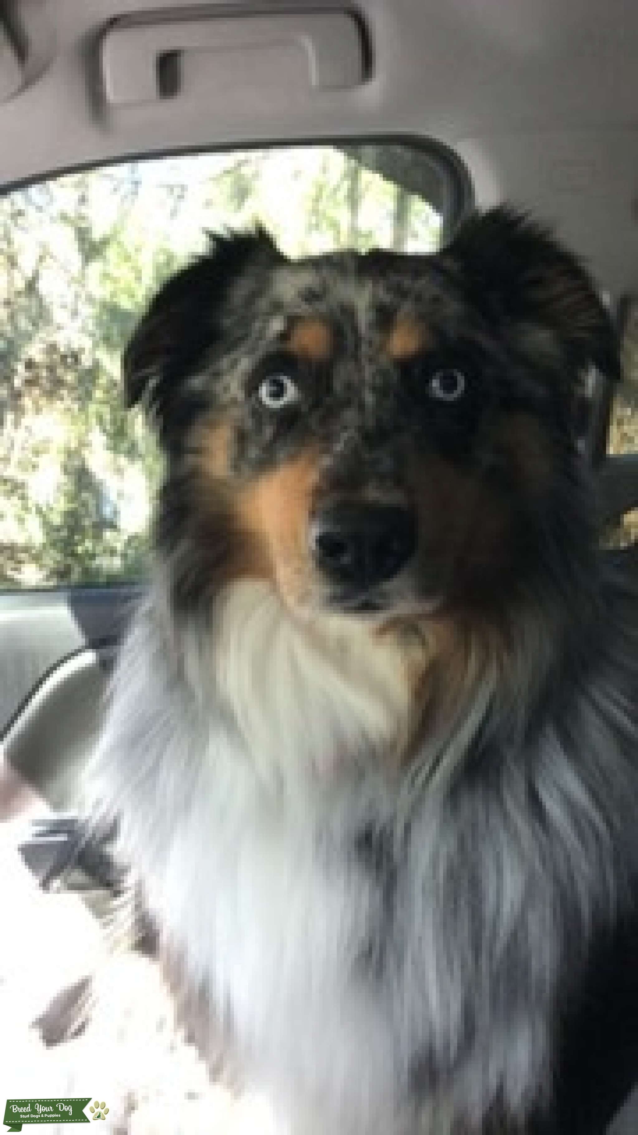 Stud Dog Australian Shepherd Stud Breed Your Dog