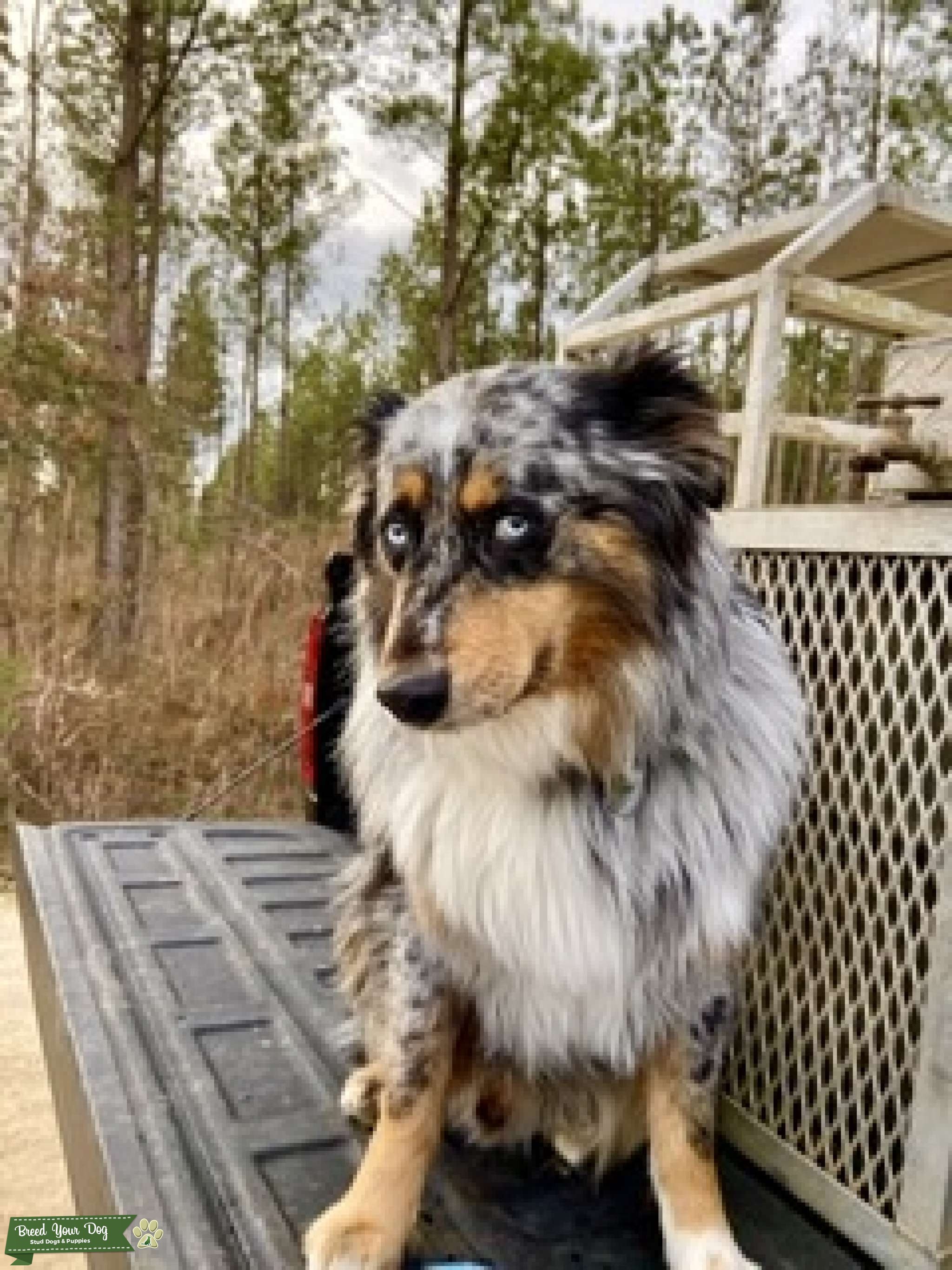 Australian Shepherd Stud Stud Dog Florida Breed Your Dog