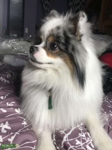 AKC striking markings Pom Listing Image